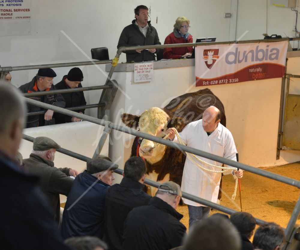 Hereford Calf Show Dungannon Nov 15 